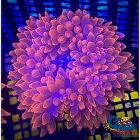 Ca Scarlet Widow Anemone Bubble tip anemone
