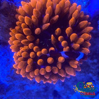Ca Scarlet Widow Anemone Bubble tip anemone
