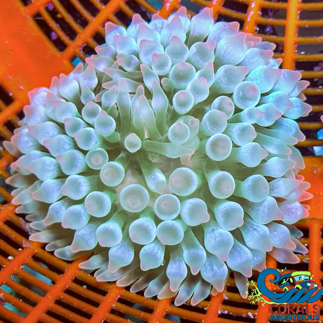 Pink Tip Mint Bubble Tip Anemone - Corals Anonymous