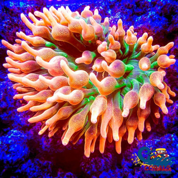Colorado Wildfire Ultra Bubble Tip Anemone Bubble tip anemone