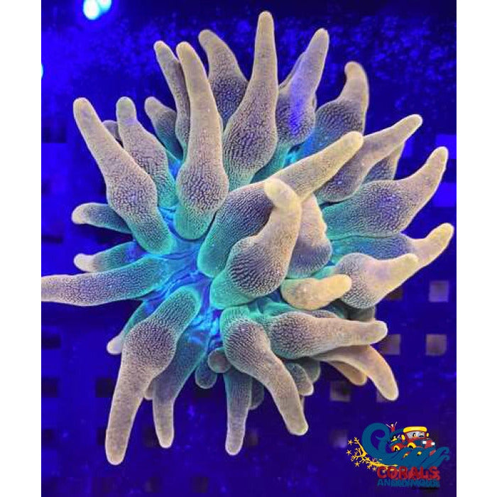 Colorado Wildfire Ultra Bubble Tip Anemone