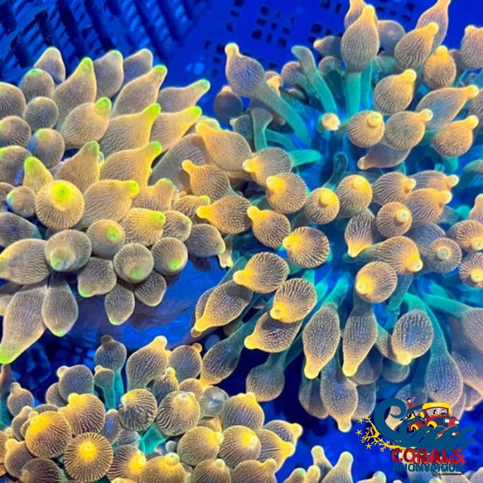 Pacific Sunburst Bubble Tip Anemone Bubbletipanemone