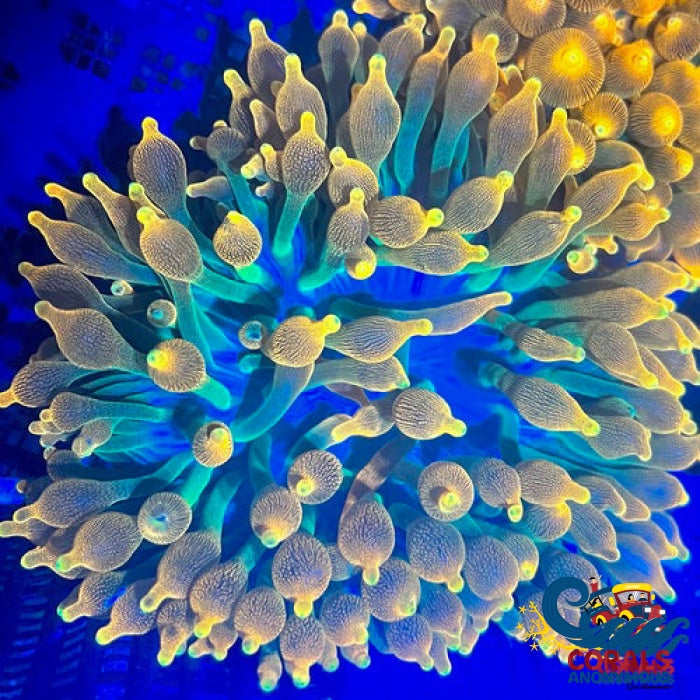 Pacific Sunburst Bubble Tip Anemone Bubbletipanemone