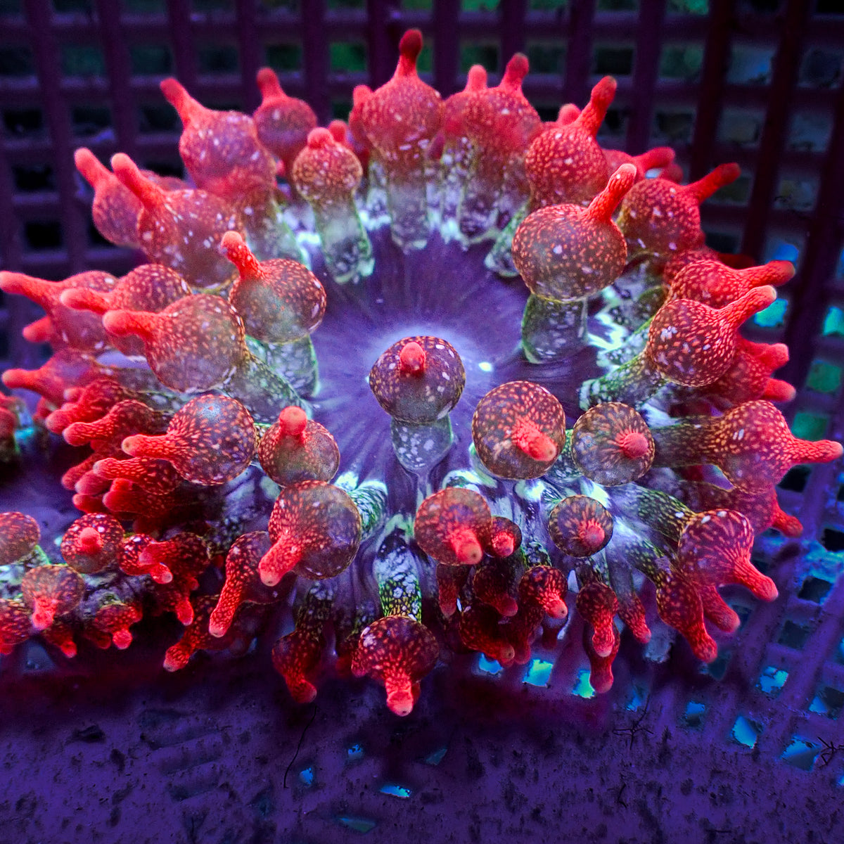 Cherry Bomb Rainbow Bubble Tip Anemone 2