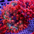 Cherry Bomb Rainbow Bubble Tip Anemone (0.5-1”)