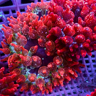 Cherry Bomb Rainbow Bubble Tip Anemone (0.5-1”)