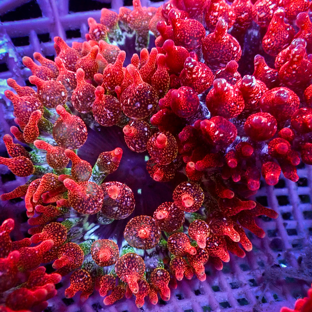 Cherry Bomb Rainbow Bubble Tip Anemone (0.5-1”)