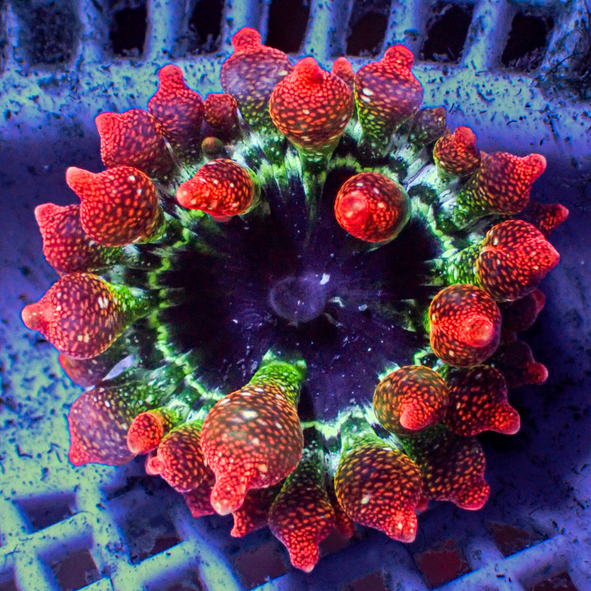 Nano Cherry Bomb Rainbow Bubble Tip Anemone (0.25-1”)