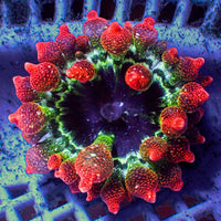 Nano Cherry Bomb Rainbow Bubble Tip Anemone (0.25-1”)

