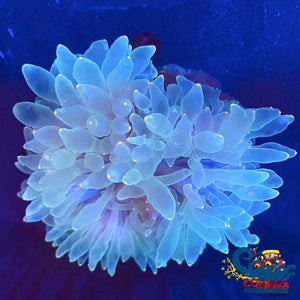 Orange Tipped Specter Bubble Anemone (4-6) Bubbletipanemone