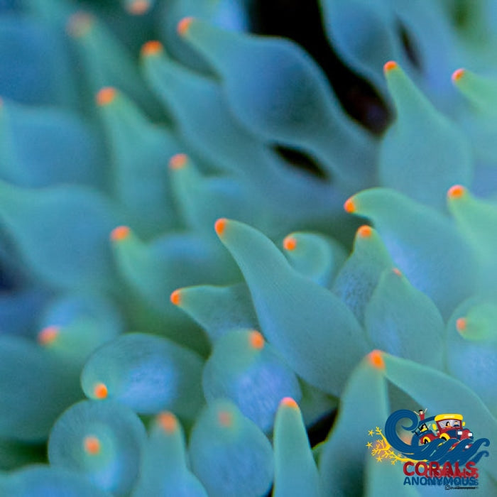 *anemone* RockFlowerAnemoneBluePink75.
