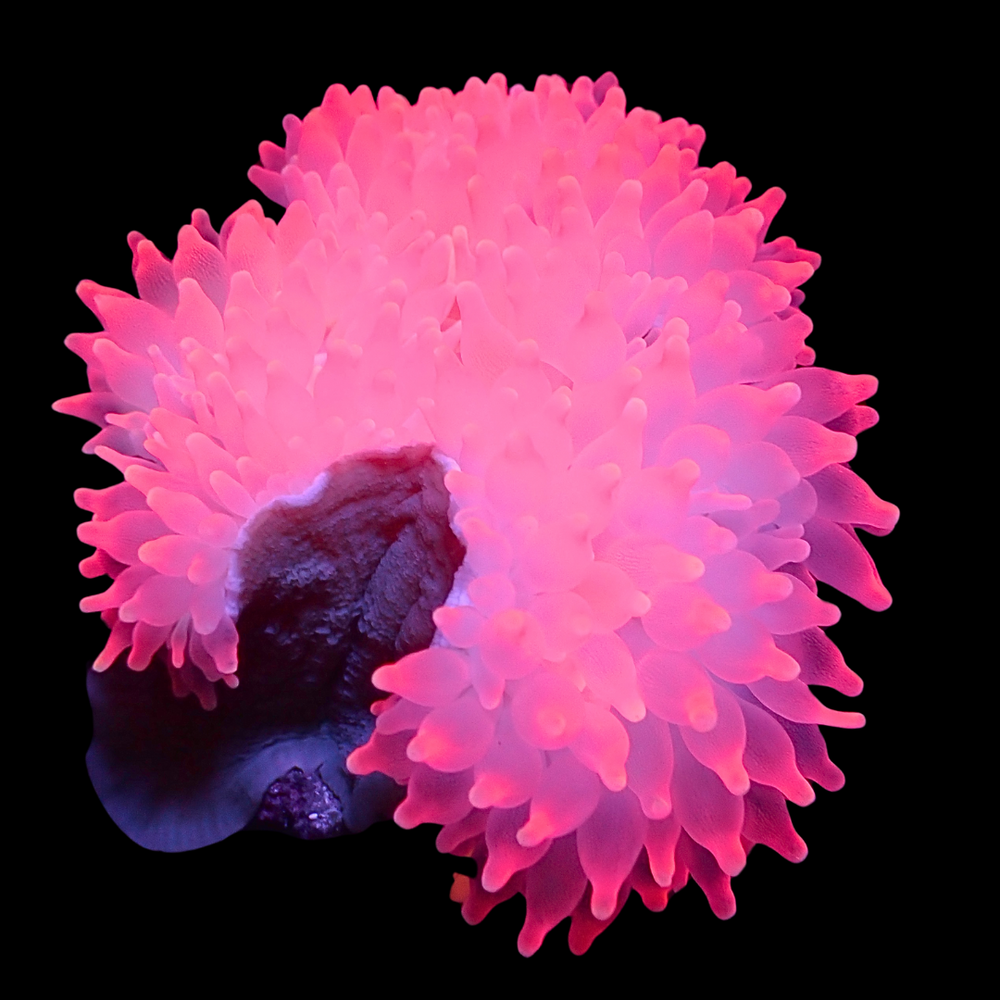 Ultra Pink Snow Bubble Tip Anemone (2-5”) - Corals Anonymous