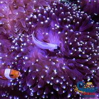 White-Tip Star Gazer Bubble Tip Anemone Bubbletipanemone
