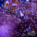 White-Tip Star Gazer Bubble Tip Anemone Bubbletipanemone