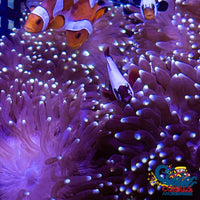 White-Tip Star Gazer Bubble Tip Anemone Bubbletipanemone