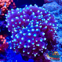 White-Tip Star Gazer Bubble Tip Anemone Bubbletipanemone