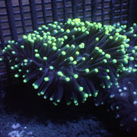 White-Tip Star Gazer Bubble Tip Anemone (2-4") - Corals Anonymous

