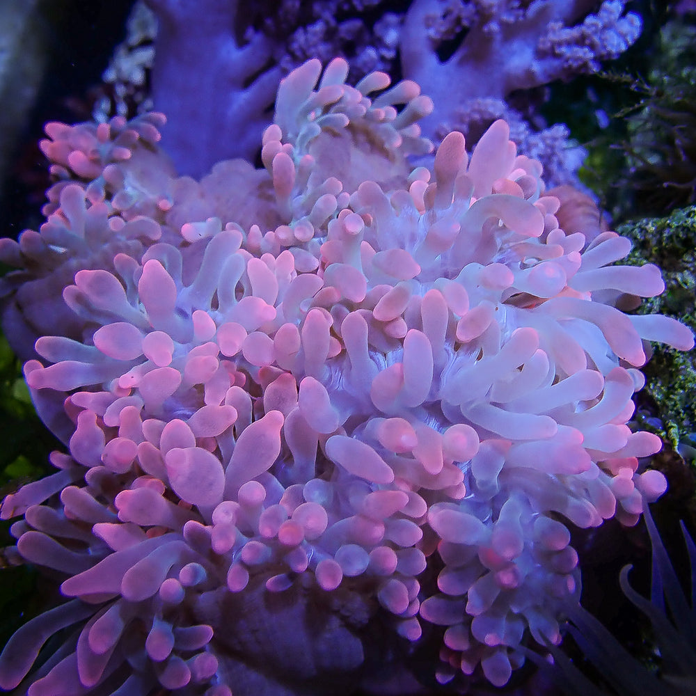 Pink Bubble Tip Anemone - Corals Anonymous