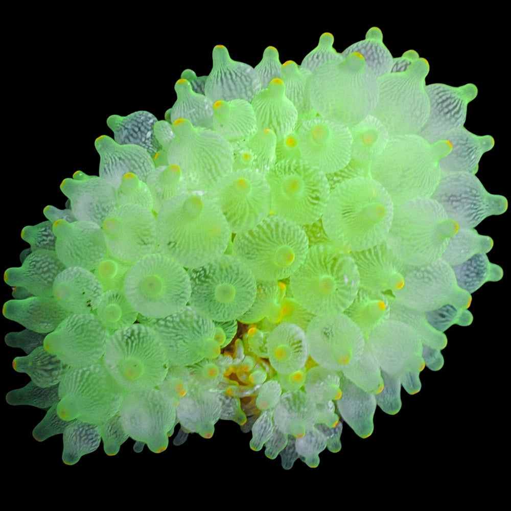 Ultra Green Ghost Lantern Tip Anemone - Corals Anonymous