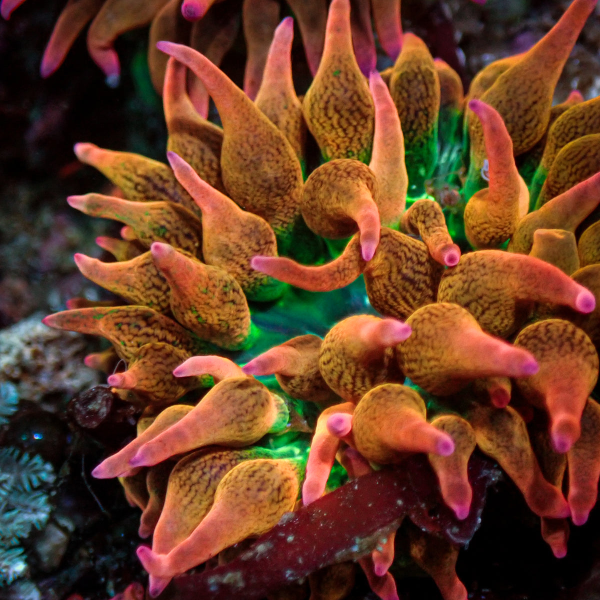 Hawaiian Punch Bubble Tip Anemone 2