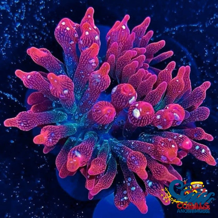 Strawberry Snow Ultra Rainbow Bubble Tip Anemone (1-3) Bubbletipanemone