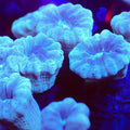 Blue-Green Candy Cane - Corals Anonymous