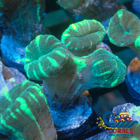 Green Peppermint Candy Cane 