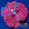 bali blood red mini carpet anemone 3
