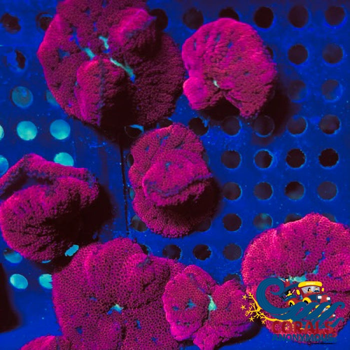 bali blood red mini carpet anemone 5