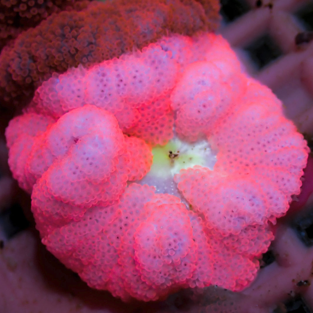 Strawberry Bali Blood Mini Carpet Anemone - Corals Anonymous