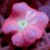 Strawberry Bali Blood Mini Carpet Anemone - Corals Anonymous
