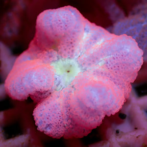 Strawberry Bali Blood Mini Carpet Anemone - Corals Anonymous