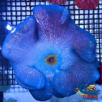 Haddoni Blue/Purple Carpet Anemone Carpetanemone
