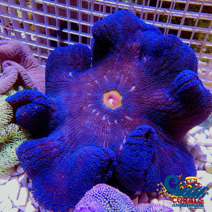 Haddoni Blue/Purple Carpet Anemone Carpetanemone