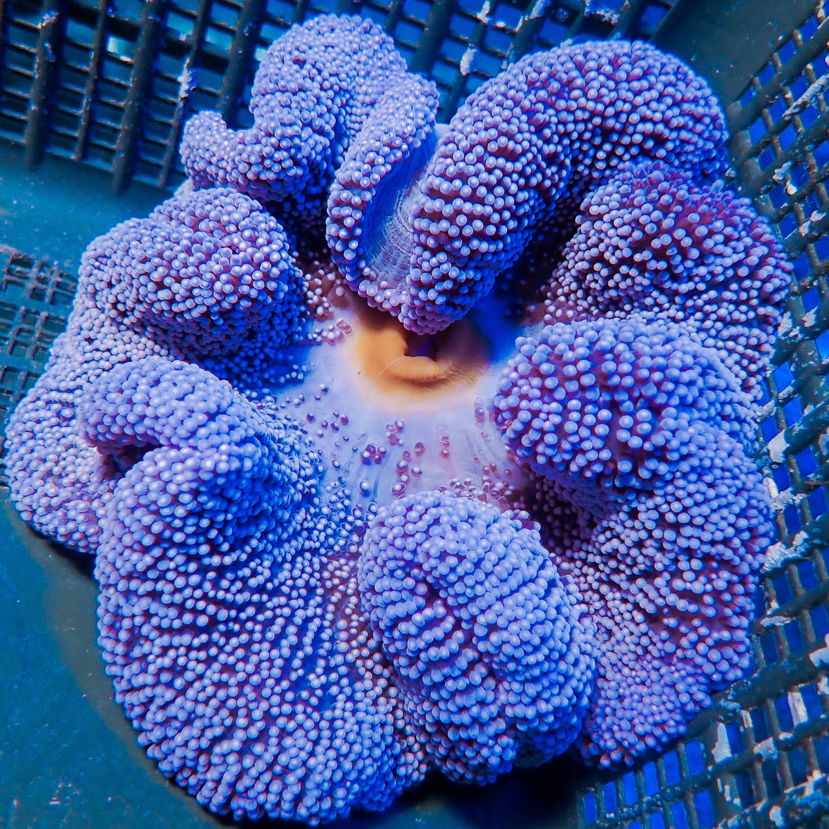 Haddoni Blue Carpet Anemone 1