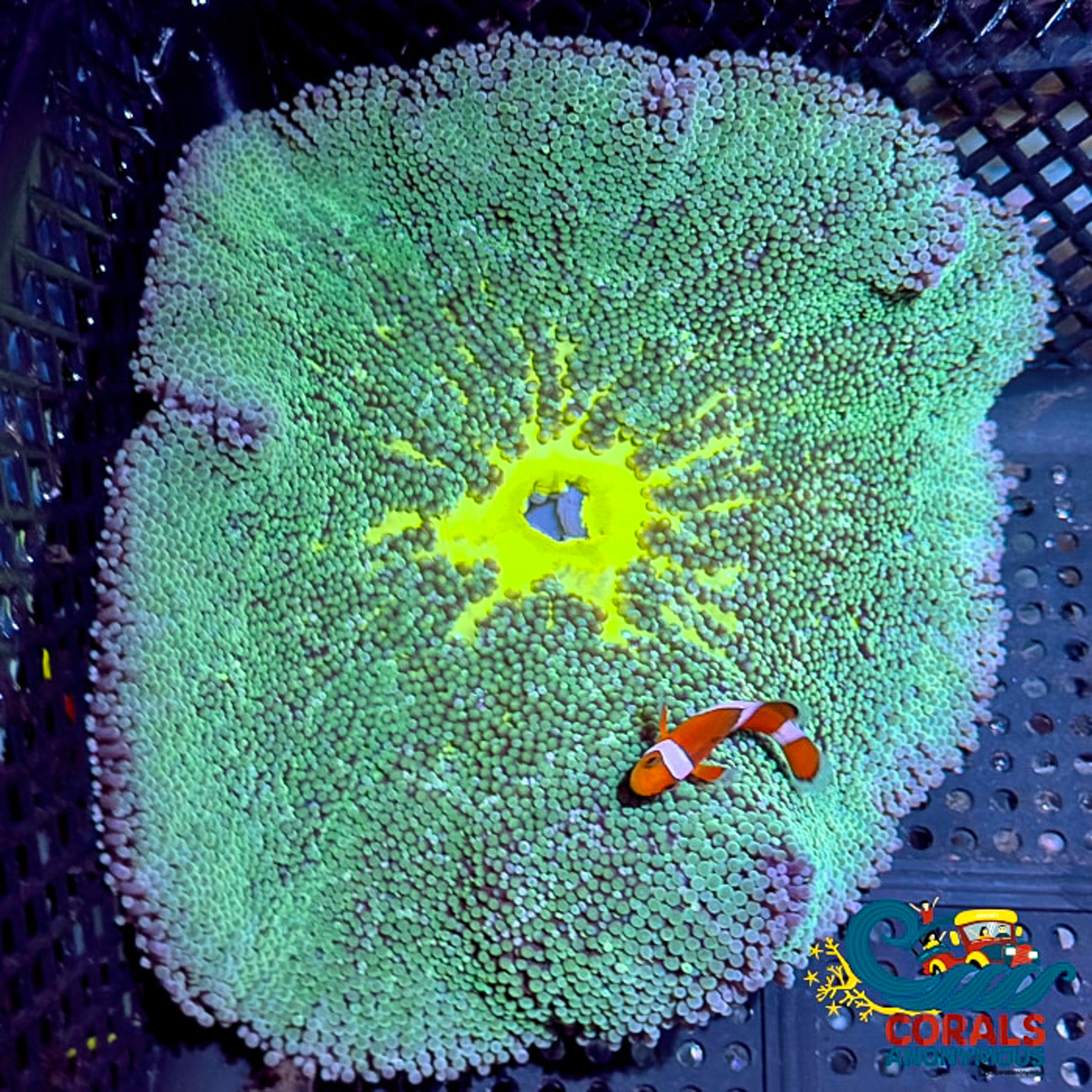 Lemon Lime Haddoni Carpet Anemone | Corals Anonymous