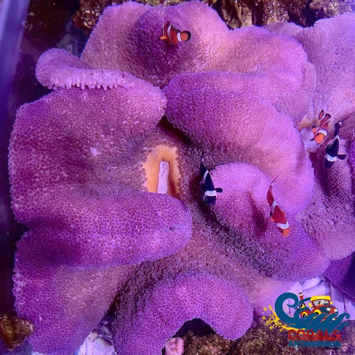Purple Blue Haddoni Carpet Anemone - Corals Anonymous