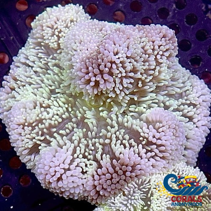 Snow Green Gigantea Carpet Anemone (2-3) Carpetanemone