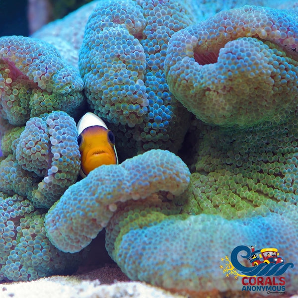 Green Haddoni Carpet Anemone