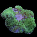 Green Giant Haddoni Carpet Anemone