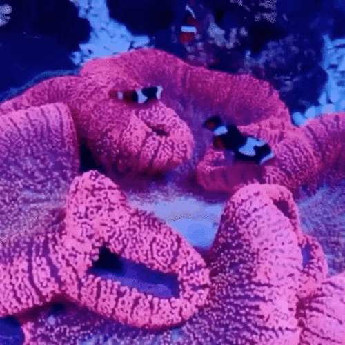 Pink Haddoni Carpet Anemone - Corals Anonymous