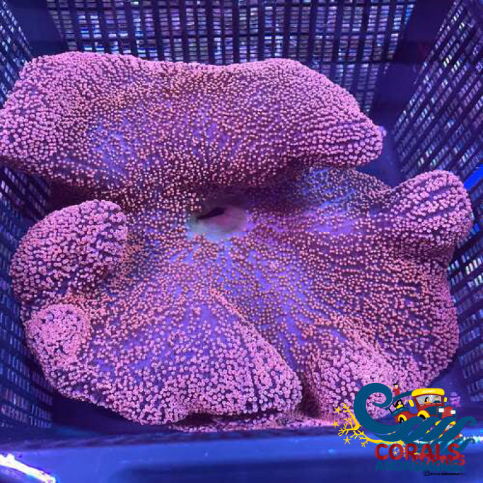 Haddoni Giant Ruby Red/Pink Carpet Anemone Carpetanemone