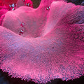 Pink Haddoni Carpet Anemone - Corals Anonymous