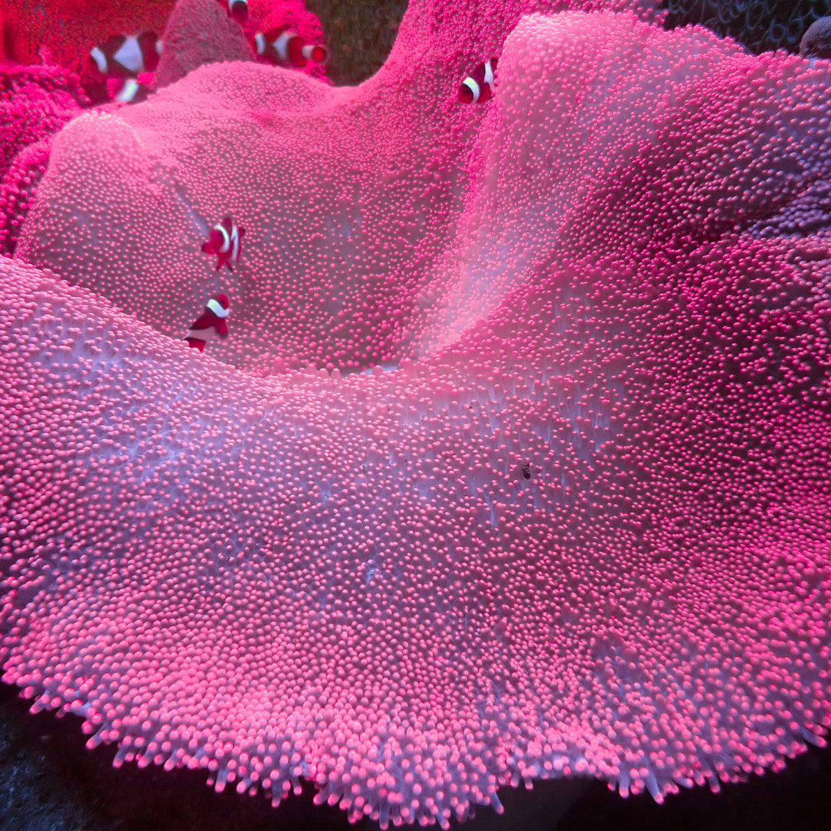 Pink Haddoni Carpet Anemone - Corals Anonymous