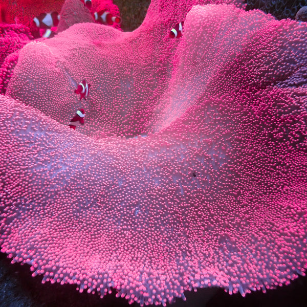 corals-anonymous-carpetanemone