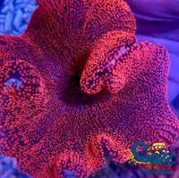 Haddoni Giant Ruby Red/Pink Carpet Anemone Carpetanemone

