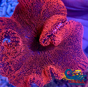 Haddoni Giant Ruby Red/Pink Carpet Anemone Carpetanemone