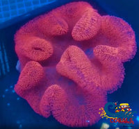 Haddoni Giant Ruby Red/Pink Carpet Anemone Carpetanemone
