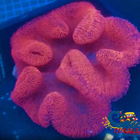 Haddoni Giant Ruby Red/Pink Carpet Anemone Carpetanemone