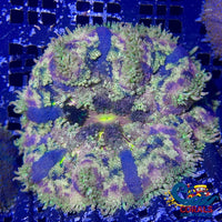Blue Maxi Mini Carpet Anemone (1-3) 
